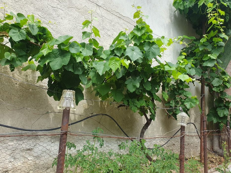 Casa de vacanta //proprietar