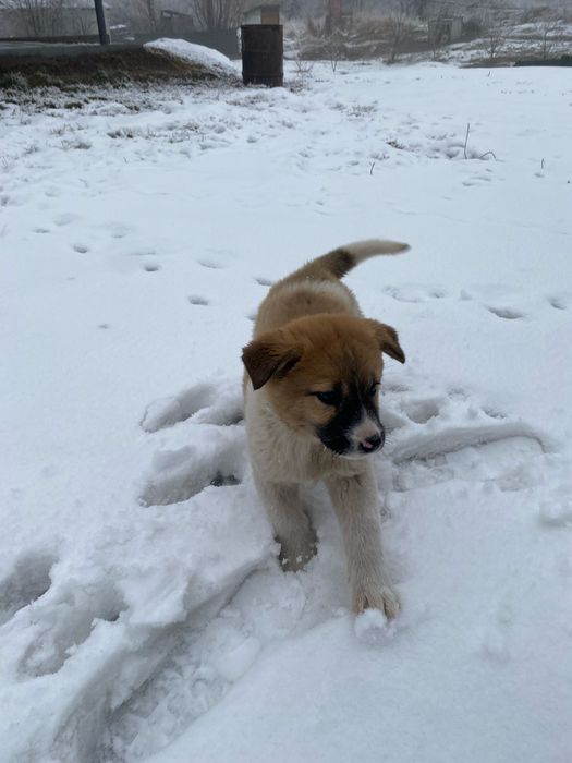 Щенки ,   метисы