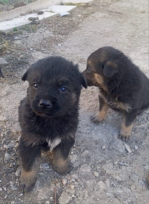 Щенки метисы в хорошие руки