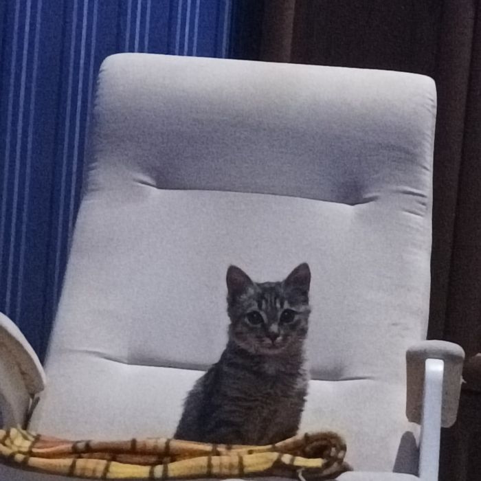 Отдам котенка хорош