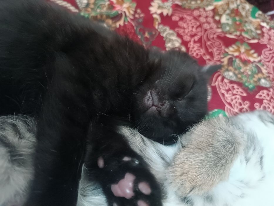 3 кота 1 турецкая ангора