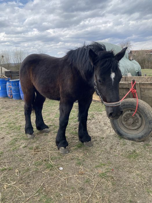 Mânză neagră de 1 an si 10luni