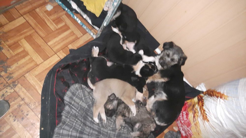 Щеночки- звоночки дружочки