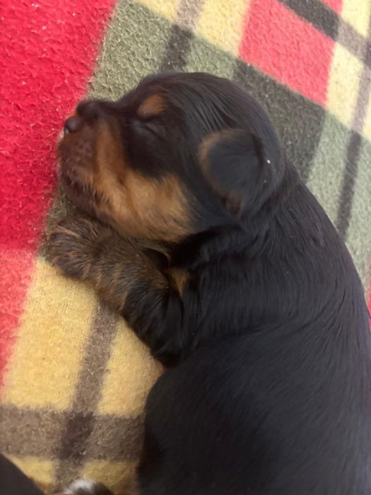 Продам щенков йоркширский терьер