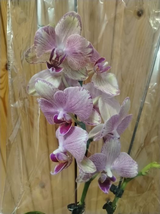 Орхидея! Орхидея!