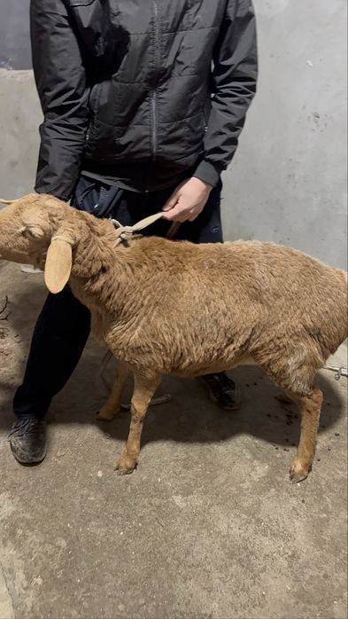 Qo’chqorlar sotiladi