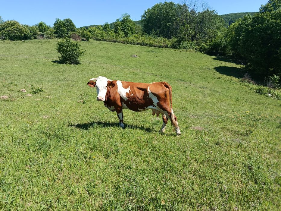 Vând vacă de 7 ani, gestantă 4 luni