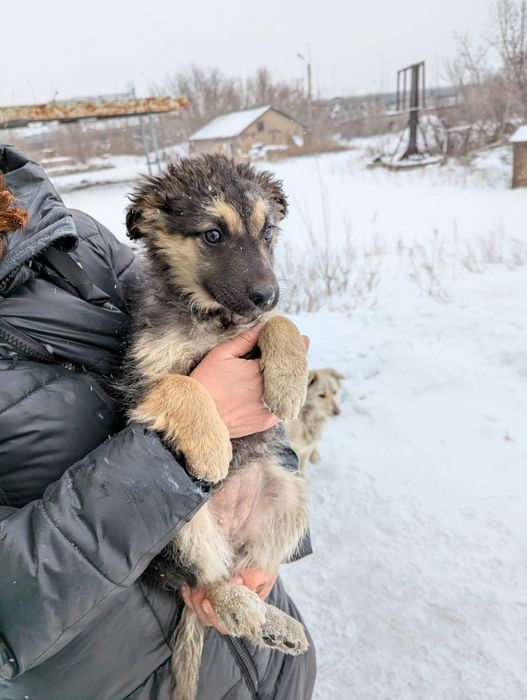 Даорю щенков в добрые руки
