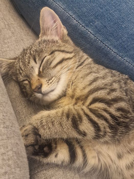 Donez spre adoptie pisic