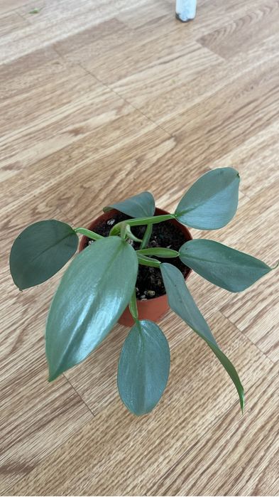 Комнатные оастения