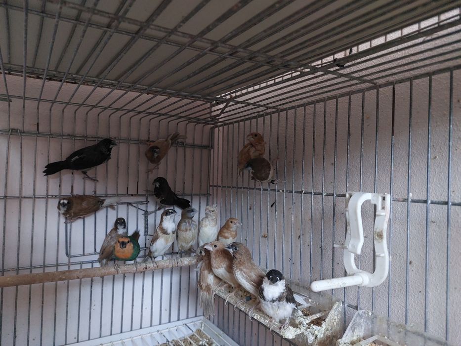 Продавам амадини