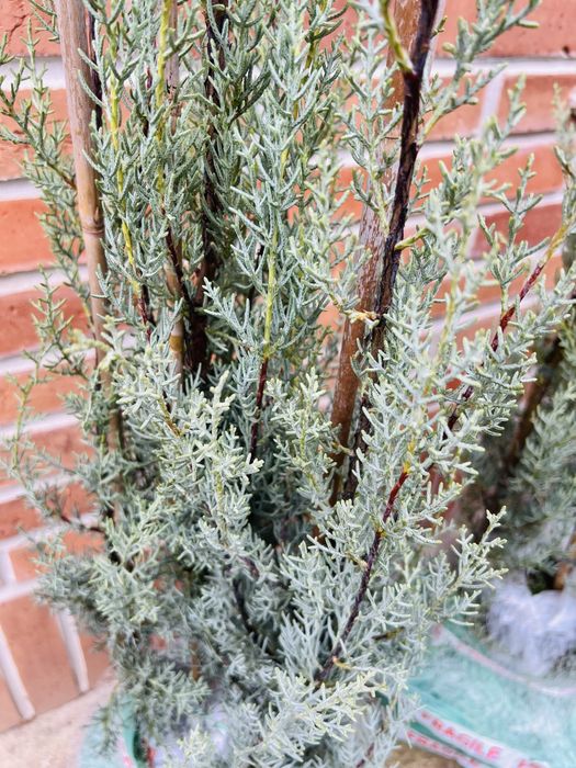 Chiparos de arizona, gard viu sau solitar