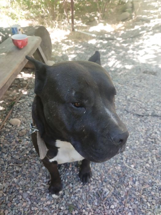 Продам Питбультерьера