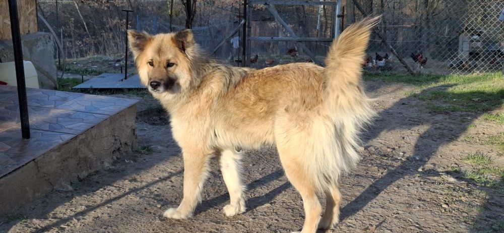 Donez catelusa, cuminte