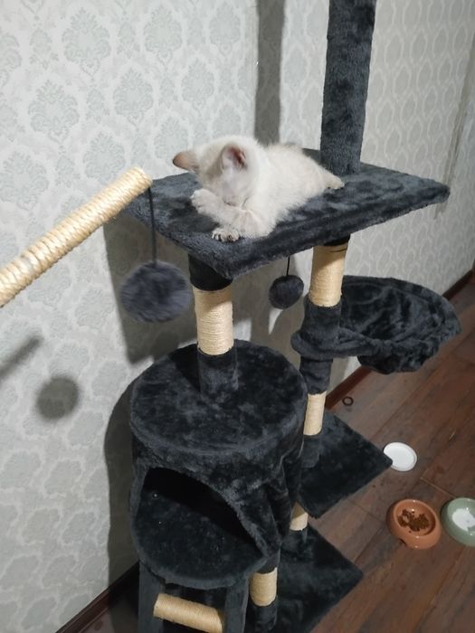 Котенок с домиком