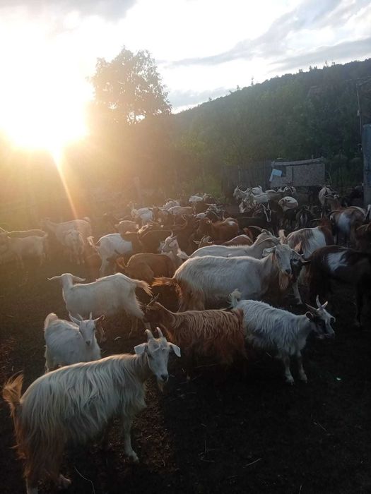 Capre și iezi de vânzare