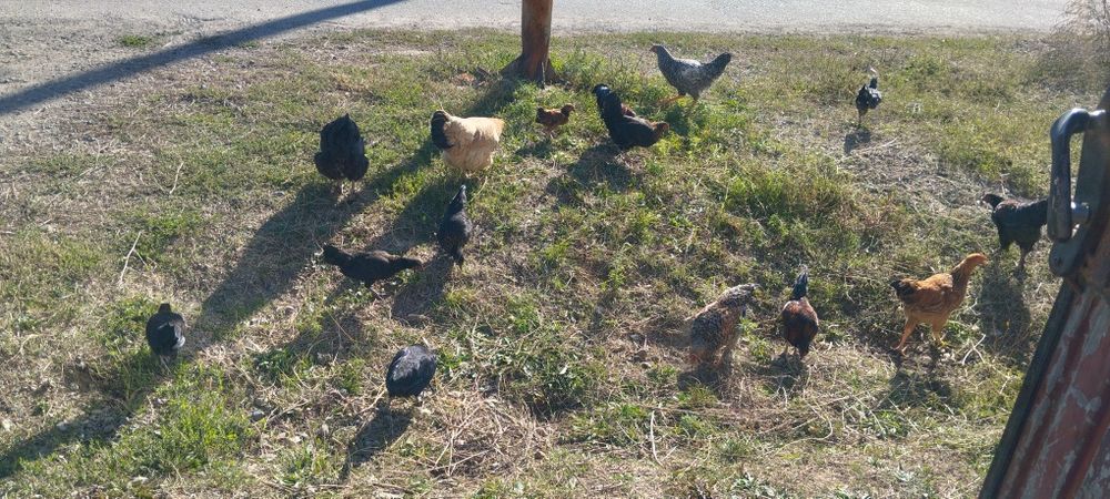 Продам карликовых курочек