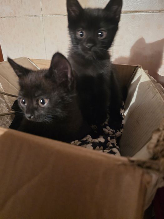 Отдам котят в добрые руки