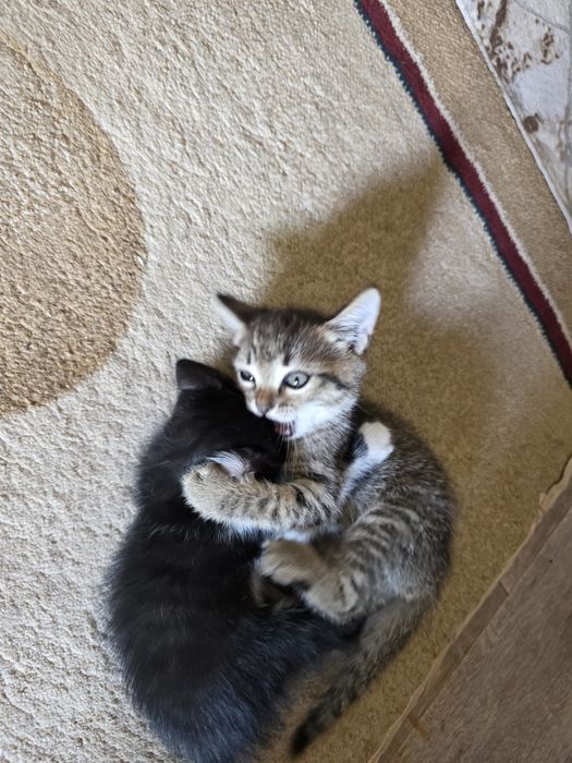 Котята бесплатно двоя мальчик и девочка