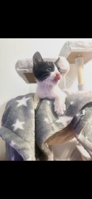 Adoptie motanel  !