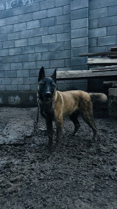 Бельгийская овчарка