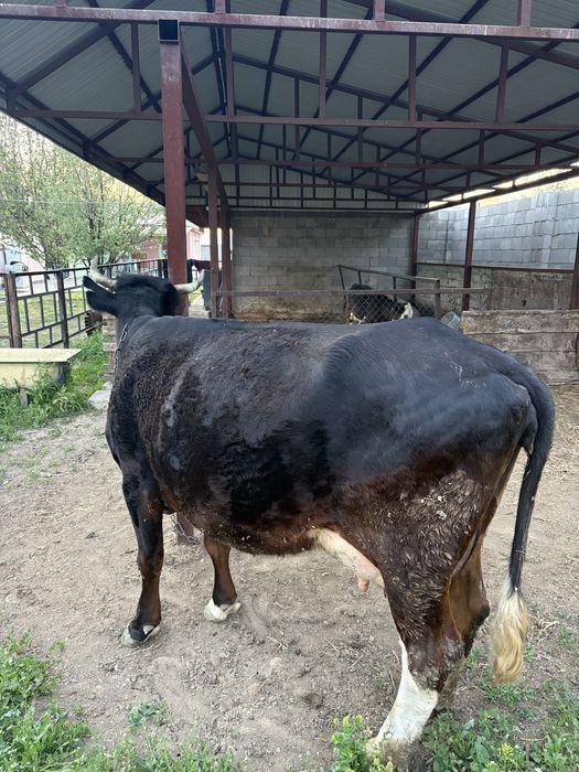 Сиыр сатылады, бұзауымен бірге