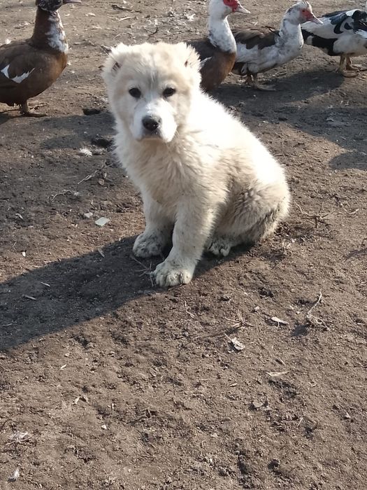 Продам щенков Сао