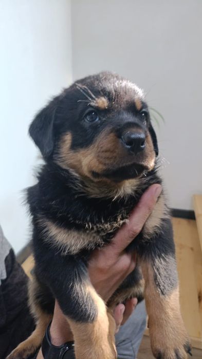 Щенки ротвейлера.