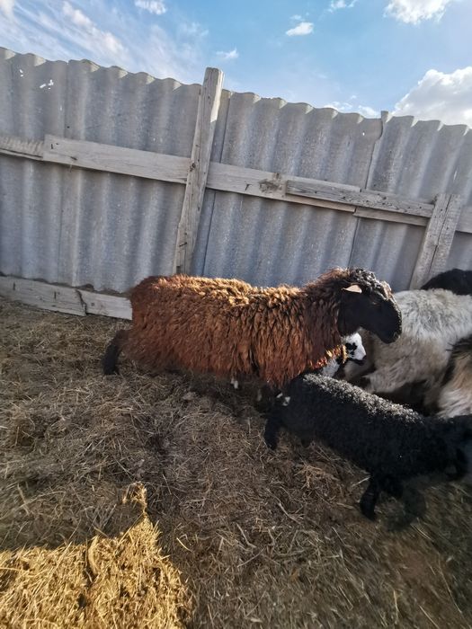 Қошқар сатамын..