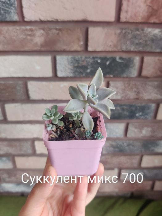 Суккуленты седумы