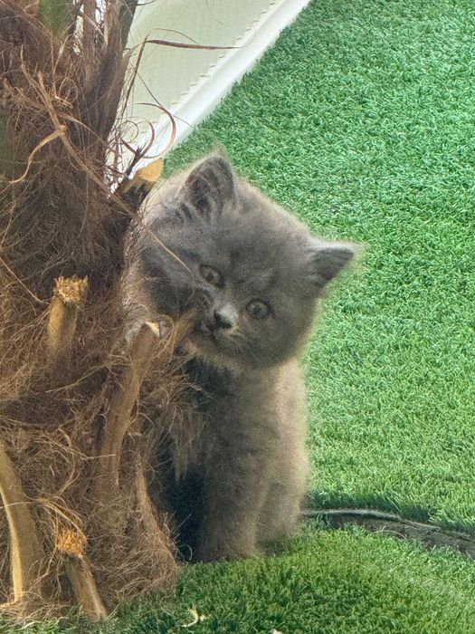 Продаются чистокровные котята от правильной вязки.
Вислоухие фолды