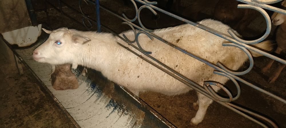 Echki sotiladi sog'lom