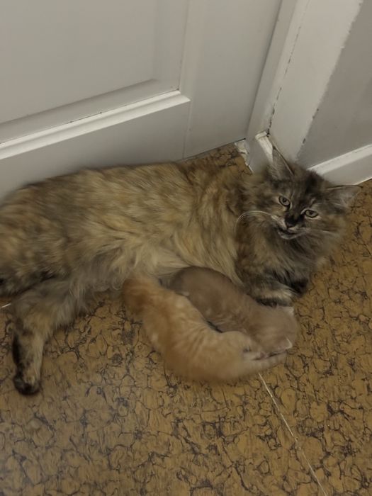 Кошка с рыжими котятами