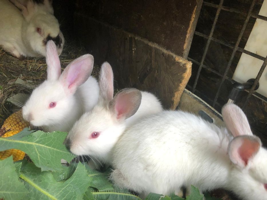 Iepuri Californieni femele si  masculi