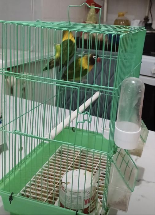 Папугай сатылады