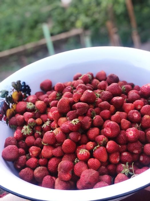 Продам  рассаду  клубники