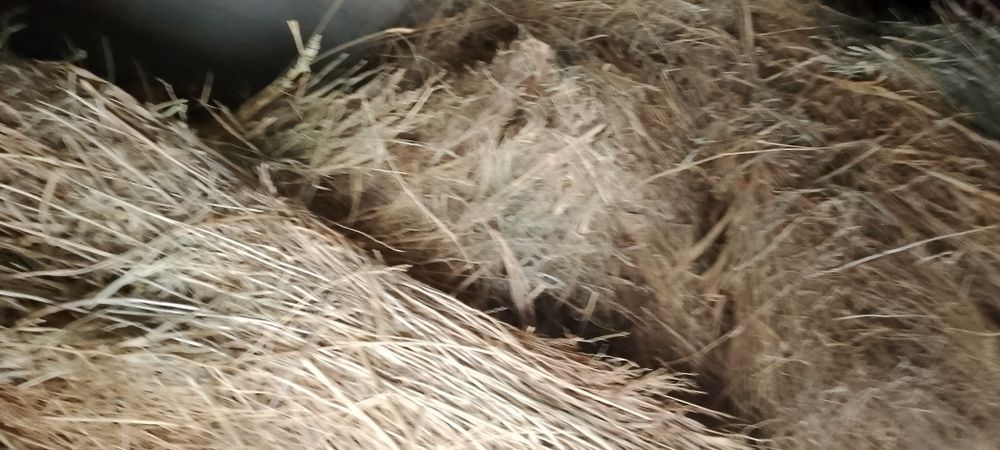 Dagʻal xashak chorva mollari uchun xas !