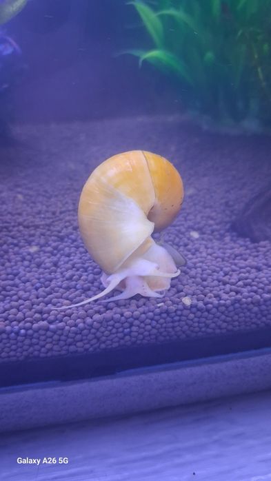 Улитки ампулярии