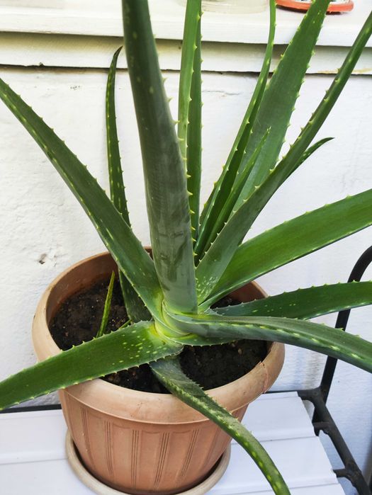 Продам цвет Алое