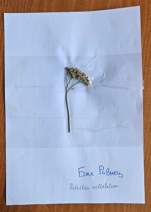 Хербарий ЛТУ - Фармакология