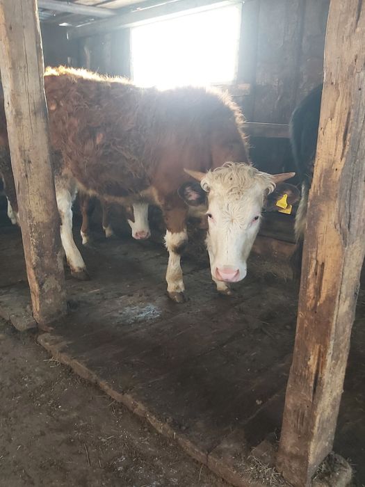 Продам бычков годовалых