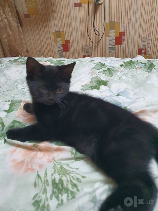 Девочка скотош страйт