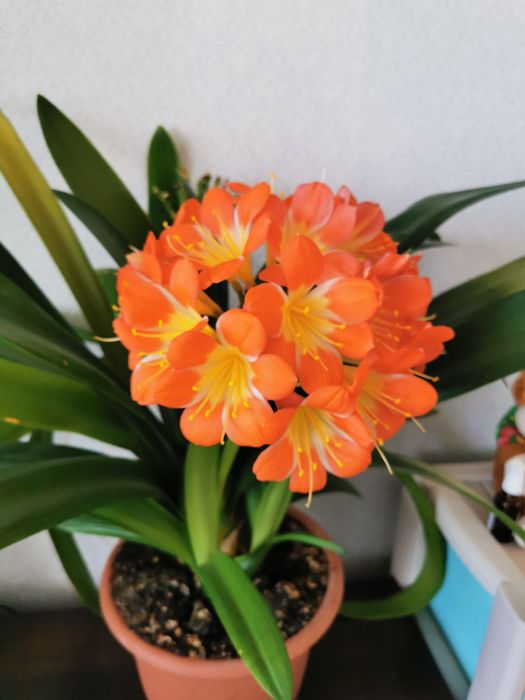 Продам комнатные цветы.