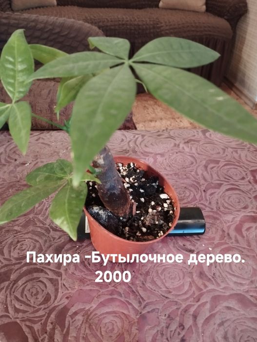 Продам комнатные растения