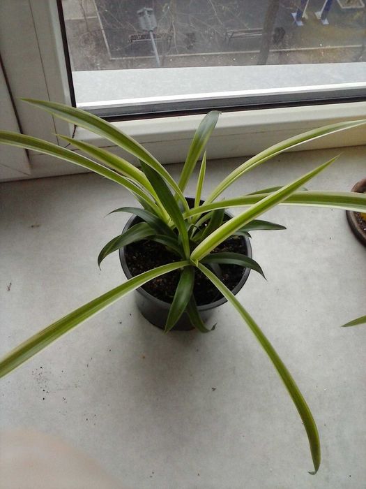 Хлорофитум  хохлатый