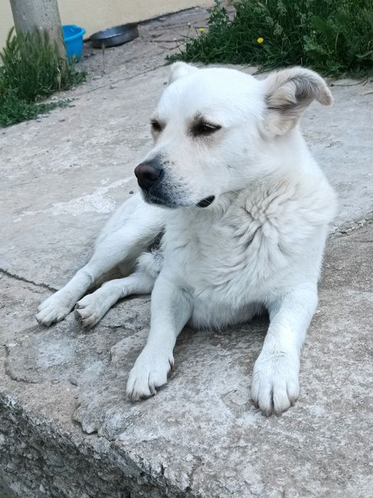 Подарява се куче