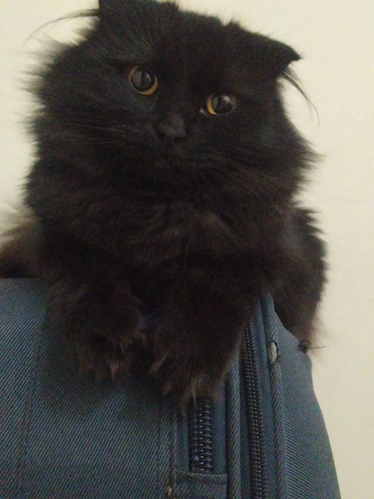 Пародистая кошка