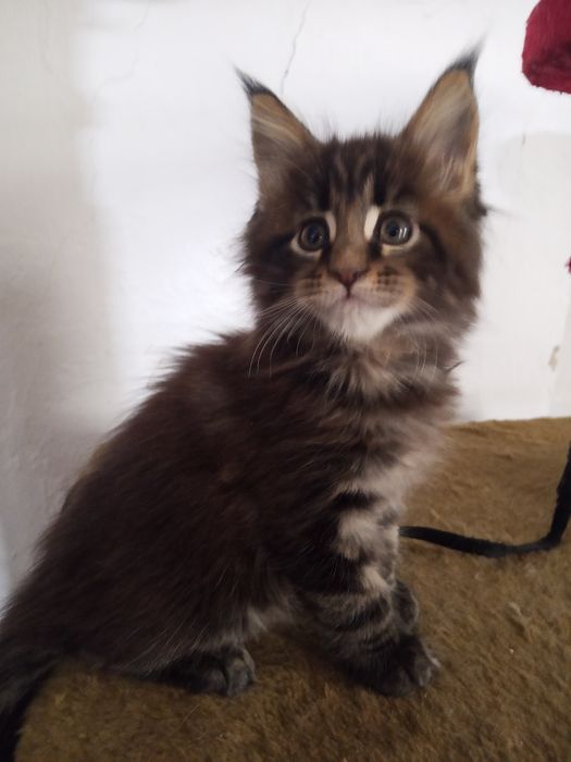 Продаются Мейн кун