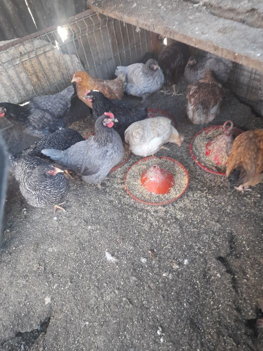 Oua de gaina de tara