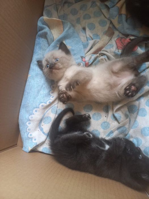 Отдам котят в добрые руки